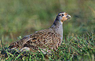 Настоящий рыцарь ради прекрасных дам готов на всё, даже отбить у врага куропаток. Фото 1 