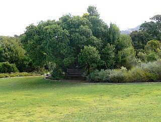 Некоторые деревья помогут и от жара, и от пожара. Фото 3 