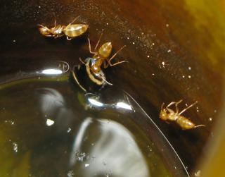 Некоторые муравьи научились воровать добычу у насекомоядных растений. Фото 2 