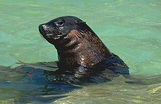 Об отважных морских котиках сочиняют оперы. Фото 2 