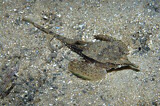 Пегасы бывают не только воздушные, но и водные. Фото 2 