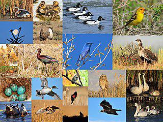 По сохранившемуся меню пира в честь интронизации прелата изучают орнитофауну XV века. Фото 2 