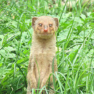 Распространённое в Индии и Непале домашнее животное (на илл.) иногда убивают для изготовления кисточек для бритья. Фото 3 