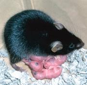 Рождение Кагуи подтвердило, что млекопитающие могут иметь двух биологических матерей и ни одного отца. Фото 4 