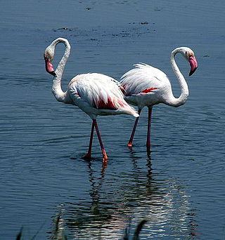 Розовые фламинго облюбовали затопленный отстойник атомной станции. Фото 1 