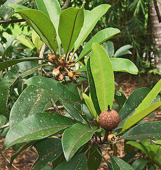 Саподилла помогла летать мячам для гольфа. Фото 1 