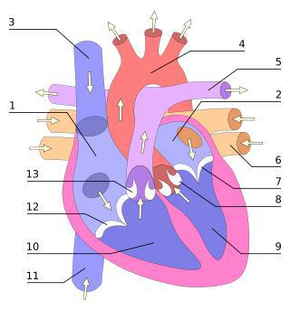 Сердце богатыря, спасавшего заключённых в Освенциме, не выдержало ложных обвинений в пособничестве нацистам. Фото 2 