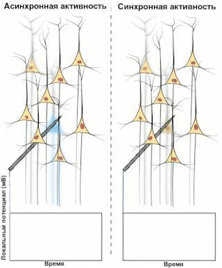 Симптомы болезни Паркинсона, шизофрении, эпилепсии и аутизма предположительно имеют схожую природу. Фото 2 