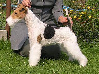 Смерть любимого фокстерьера русской эмигрантки могла сорвать высадку союзников в Нормандии. Фото 1 