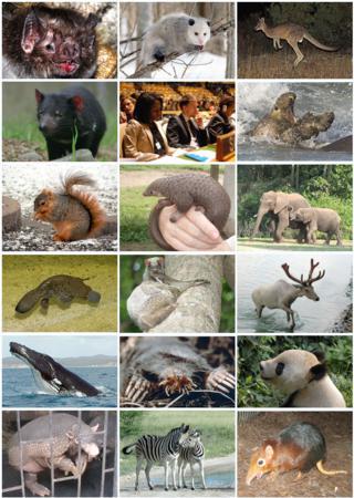 Среди всех млекопитающих у филиппинского долгопята (на фото) по отношению к размерам тела самые большие глаза. Фото 2 