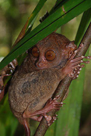 Среди всех млекопитающих у филиппинского долгопята (на фото) по отношению к размерам тела самые большие глаза. Фото 3 