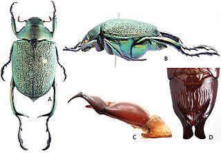 Южноамериканские индейцы украшают себя крылышками ярких жуков. Фото 1 