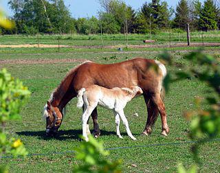 Вместо британской поп-звезды в космос улетел казахский полковник, взяв с собой кобылье молоко. Фото 4 