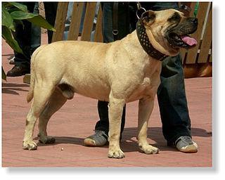 Во время корриды тореадору издавна помогали мальоркские бульдоги. Фото 2 