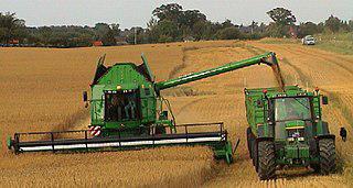 Вредные черепашки хорошо летают и наносят большой ущерб сельскому хозяйству. Фото 2 