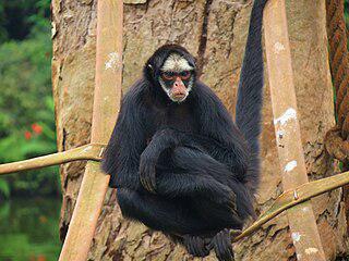 За последние 45 лет численность белощёких обитателей Амазонии сократилась в два раза, поставив их на грань вымирания. Фото 3 