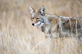 Завывание койота — одна из визитных карточек культового саундтрека в жанре вестерн. Фото 1 