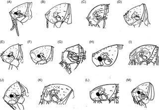 Блоха из рода Tunga может довести человека до гангрены и ампутации. Фото 3 