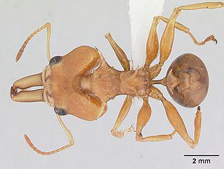 Добыча муравья-планериста может быть больше его в 90 раз. Фото 1 