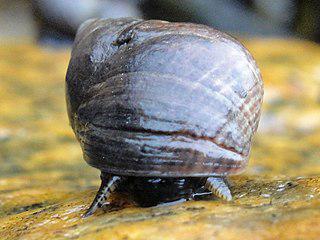 Доярка с Алвы несколько десятилетий жила сбором и продажей литорин, а ныне её дом стал музеем. Фото 1 