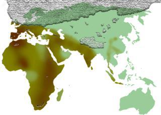 Древнейшие каменные рубила за пределами Африки найдены на полуострове Малакка. Фото 1 
