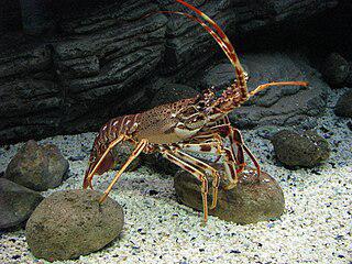 Если в «оперетку» (на илл.) добавить омара и лангуста, она превращается в «оперу». Фото 1 