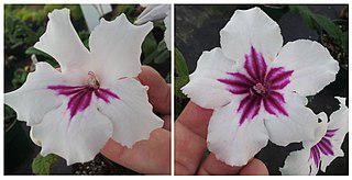 Если задумчиво покрутить в руках изящный цветок (на&nbsp;илл.), можно определить его группу симметрии. Фото 1 