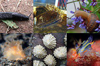 Гермафродитные улитки запускают друг в друга любовные стрелы. Фото 1 