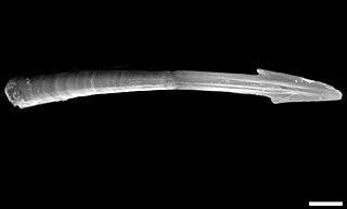 Гермафродитные улитки запускают друг в друга любовные стрелы. Фото 2 