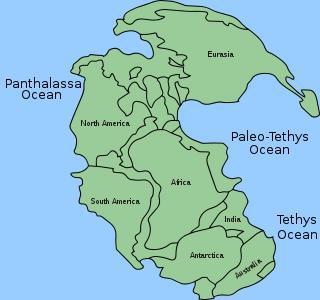 Гигантский океан, омывавший Пангею, носит название Панталасса… Фото 2 