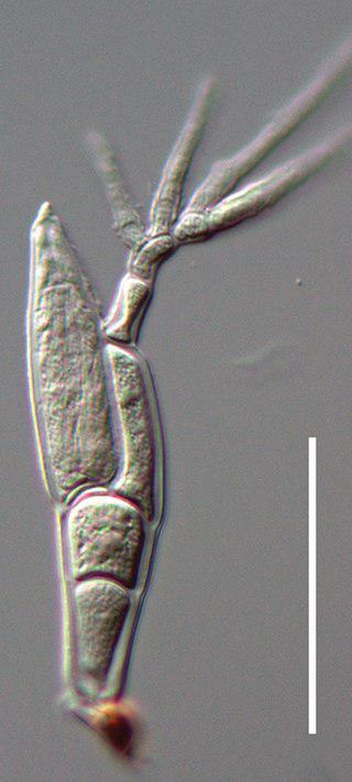 Гриб Твиттера был открыт с помощью Твиттера. Фото 2 