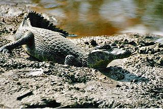 Кайманы отличаются от аллигаторов наличием костного брюшного панциря… Фото 1 