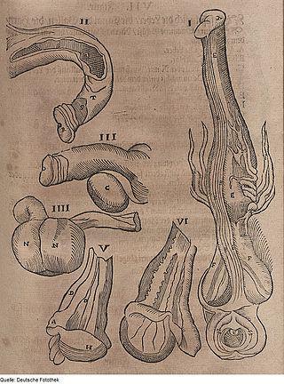 Клитор самок редкой свинки (на илл.) по размерам соперничает с пенисом самцов. Фото 3 