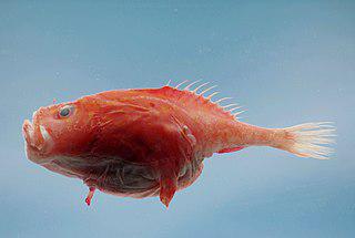 Красная лучепёрая рыбка маскируется под акулу. Фото 1 