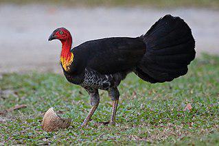 Мегаподы трепетно заботятся о яйцах, но бросают на произвол судьбы птенцов. Фото 1 