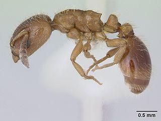 Муравьи-рабовладельцы сводят с ума «пропагандистскими субстанциями» будущих рабов. Фото 2 