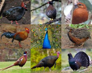 На картине Антонелло два представителя кошачьих и два — фазановых. Фото 2 