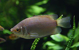 Не всё то свинья, что хрюкает, и не всё то человек, что целуется. Фото 3 