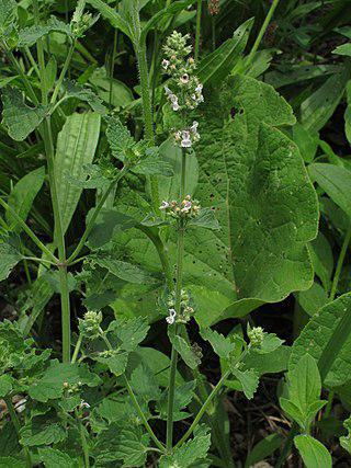 Некоторых кошек приходится завлекать к когтеточке (на илл.) психоактивными веществами. Фото 1