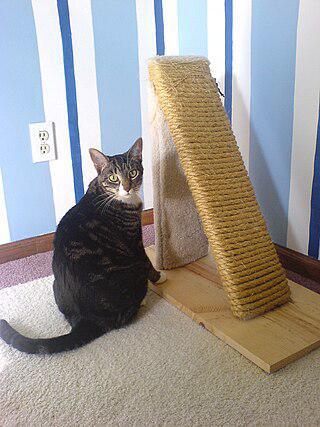 Некоторых кошек приходится завлекать к когтеточке (на илл.) психоактивными веществами. Фото 3 