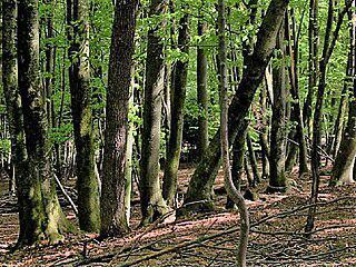 Несмотря на своё название, липовая златка не прочь полакомиться ивами, буками и каштанами. Фото 2 