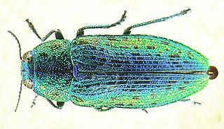 Несмотря на своё название, липовая златка не прочь полакомиться ивами, буками и каштанами. Фото 4 