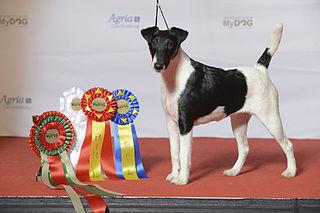 О предках гладкошёрстного фокстерьера писали ещё римские завоеватели Британии. Фото 1 