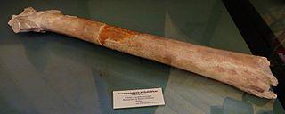 Одно родовое имя в разное время дали мошке и гигантскому птерозавру. Фото 2 