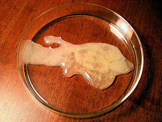 По свидетельству Лукиана, юноши, влюбленные в прекрасную статую Афродиты Книдской (на фото), ночью проникали в её святилище, а утром жрецам приходилось отмывать мрамор от семени. Фото 4 