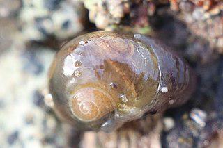 Прозрачная витрина часто подвергается атакам ежей. Фото 2 