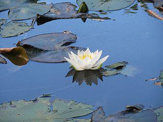 Русалочий цветок оберегал славян в дальних странствиях. Фото 2 