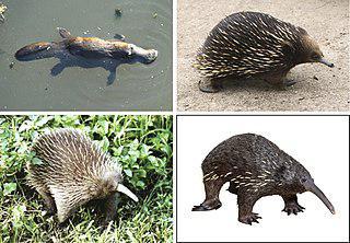 Самые примитивные современные млекопитающие не вполне теплокровны. Фото 1