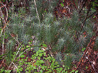 Самый высокий прямостоячий мох легко перепутать с сосной. Фото 2 