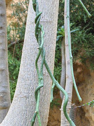 Сейшельскому мешкокрылу мешают жить лианы. Фото 1 
